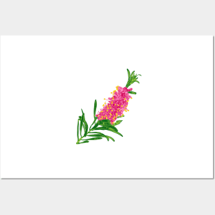 Cute Pink Australian Native Flower Posters and Art